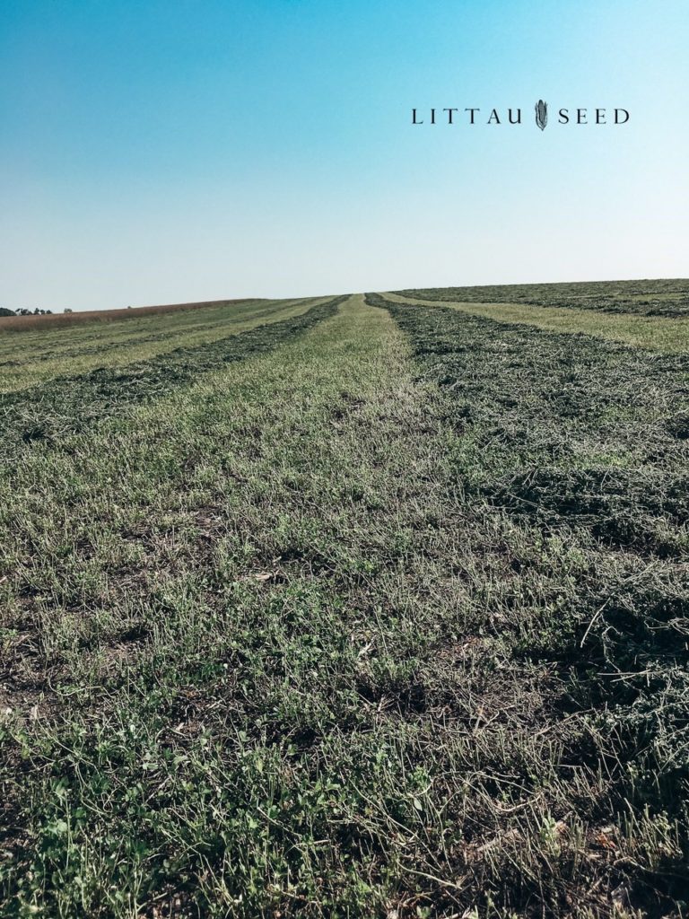 HarvXtra Alfalfa Seed South Dakota