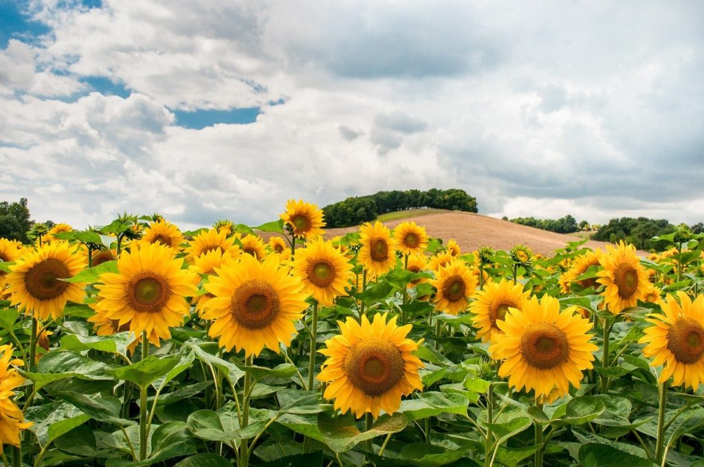 sunflowers, field, hill