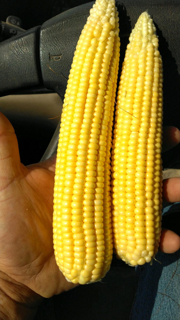 Organic Corn Seed- South Dakota